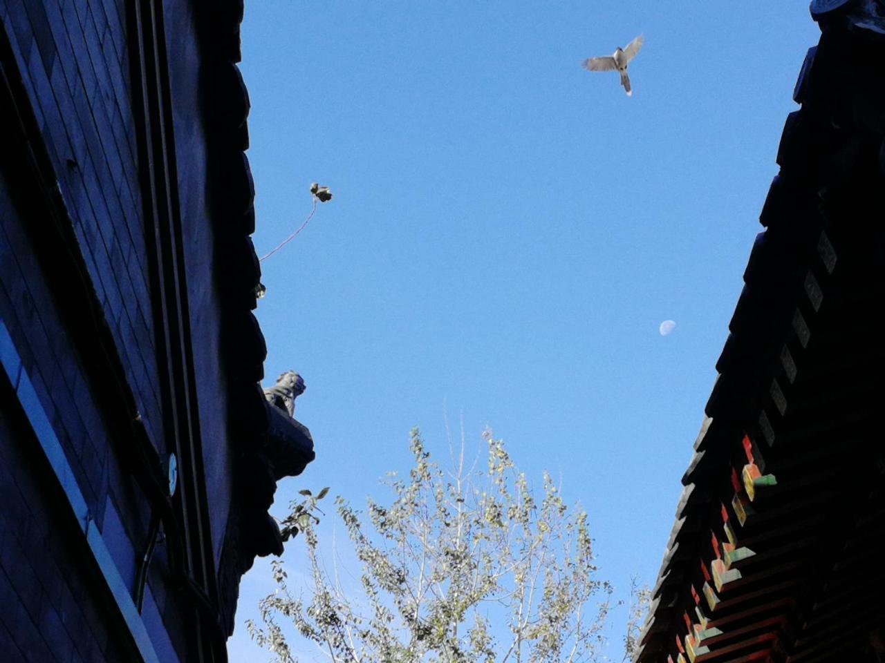 Fly By Knight Courtyard Peking